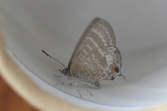 Theclinesthes miskini