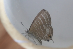 Theclinesthes miskini