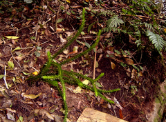 Phlegmariurus gnidioides