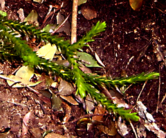 Phlegmariurus gnidioides