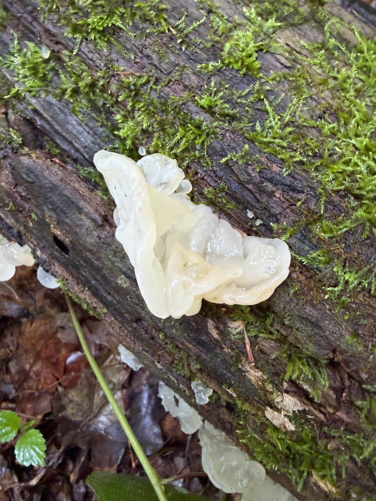 white jelly fungus · June 2026 · photo: Photo: (c) evangrimes, some rights reserved (CC BY) · iNaturalist