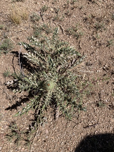 yellowspine thistle