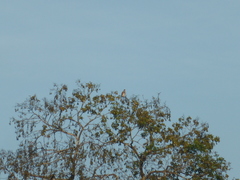 Patagioenas speciosa
