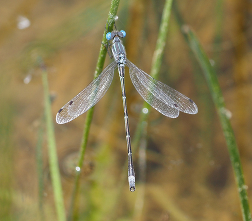 Southern Spreadwing