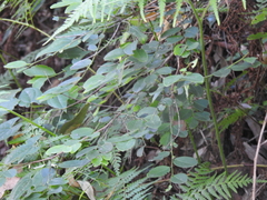 Breynia oblongifolia