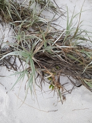 Spinifex hirsutus