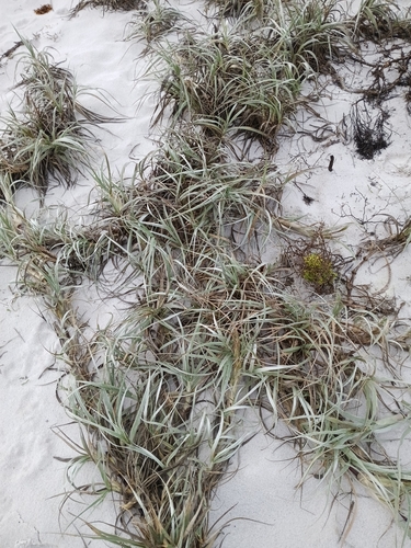 Spinifex hirsutus, photograph 2