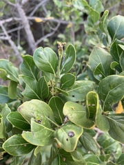Psydrax obovata elliptica