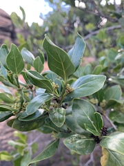 Psydrax obovata elliptica