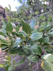 Psydrax obovata elliptica