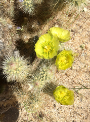 Cylindropuntia ganderi