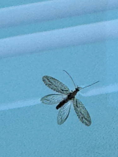 Micromus variolosus