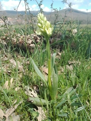 Dactylorhiza insularis