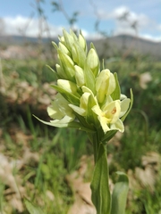 Dactylorhiza insularis