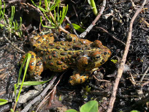 Western Toad