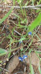 Veronica syriaca