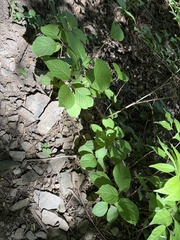 Schisandra chinensis, photograph Jane Charlen, CC BY, iNaturalist via GBIF