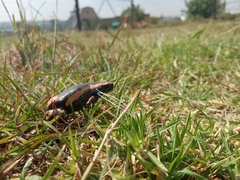 Phrynomantis bifasciatus