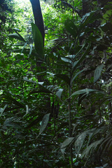 Hyospathe elegans