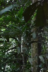 Hyospathe elegans, photograph (c) Siddarth Machado, some rights reserved (CC BY)