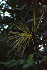 Hyospathe elegans, photograph (c) Siddarth Machado, some rights reserved (CC BY)