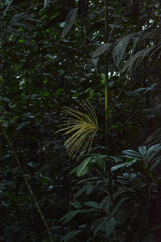 Hyospathe elegans, photograph 3