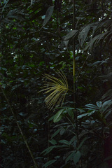 Hyospathe elegans, photograph (c) Siddarth Machado, some rights reserved (CC BY)