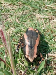 Phrynomantis bifasciatus