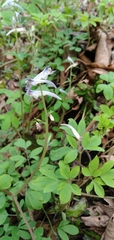 Corydalis leptocarpa