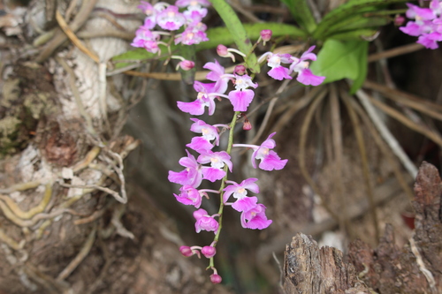 Image of Aerides maculosa by (c) Malaika Mathew Chawla, some rights reserved (CC BY)
