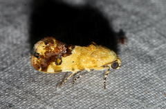 Acontia imitatrix