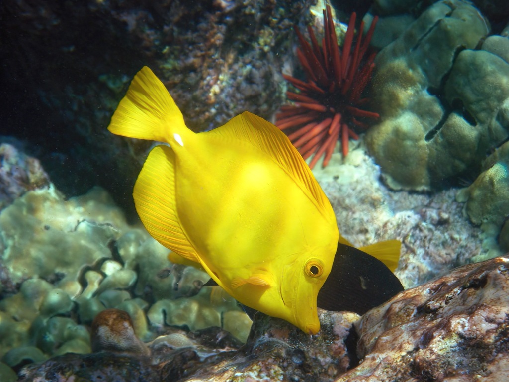 Lemon sailfin (Zebrasoma flavescens) — Acanthuridae
