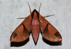 Afroclanis neavi