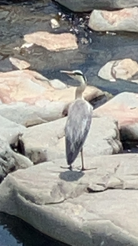 Eastern Grey Heron