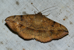 Anticarsia rubricans