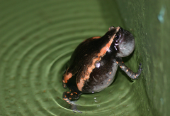 Phrynomantis bifasciatus
