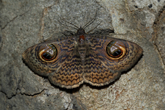 Calliodes pretiosissima
