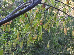 Euonymus hamiltonianus