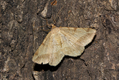 Chiasmia brongusaria