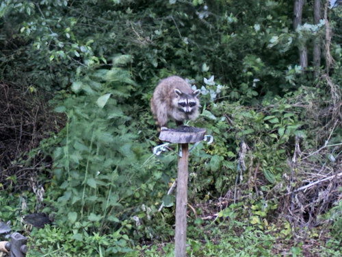 iNaturalist observation photo of Common Raccoon