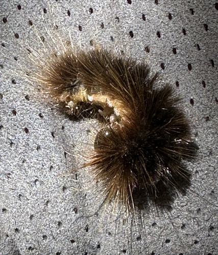 iNaturalist observation photo of Edwards' Glassy-wing Moth