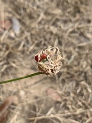Nerine rehmannii