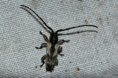 Discolops strigicollis
