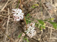 Nerine rehmannii