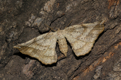 Geolyces