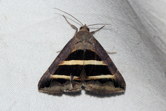 Grammodes bifasciata