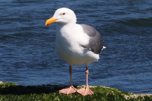 Western Gull
