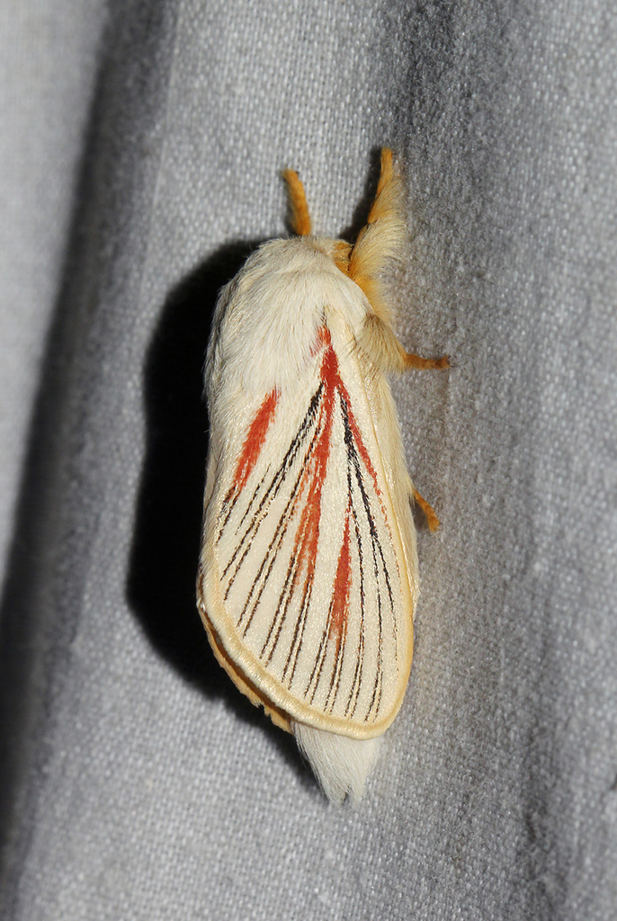Black Lined Eggar