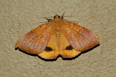 Heliophisma klugii