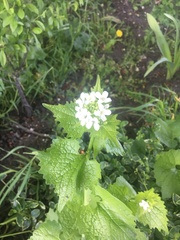 Alliaria petiolata